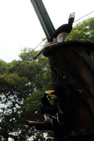  aves exóticas Anthracoceros albirostris en zoológico