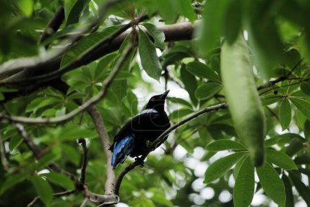 Filipina Hada-Bluebird en el parque 
