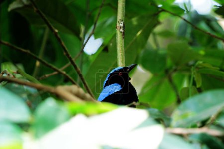 Philippinischer Elfen-Blauvogel im Park 