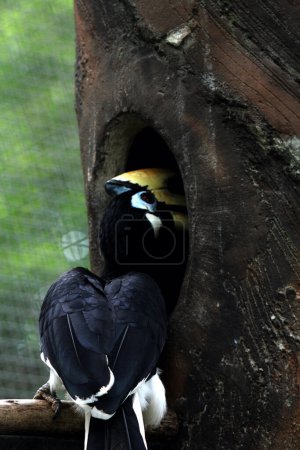 Téléchargez les photos : Oiseau exotique Anthracoceros albirostris dans le zoo - en image libre de droit