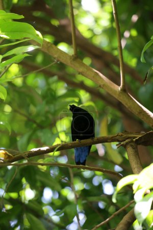 Foto de Filipina Hada-Bluebird en el parque - Imagen libre de derechos
