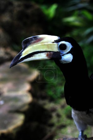  oiseau exotique Anthracoceros albirostris dans le zoo