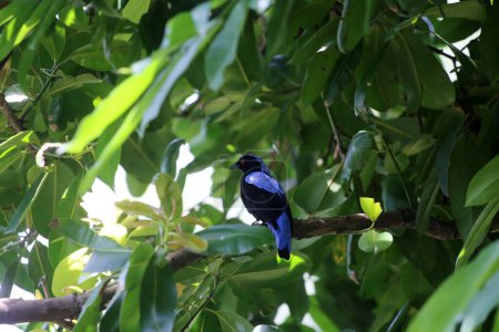 Foto de Filipina Hada-Bluebird en el parque - Imagen libre de derechos