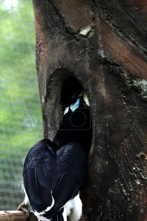  Exotischer Vogel Anthracoceros albirostris im Zoo