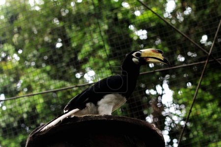  ave exótica Anthracoceros albirostris en zoológico