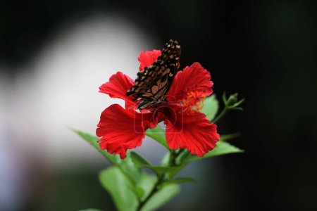 Foto de Hermosa mariposa en una flor en el jardín - Imagen libre de derechos