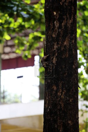 Téléchargez les photos : Écureuil sur arbre, gros plan - en image libre de droit