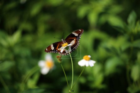 Téléchargez les photos : Beau papillon sur une fleur dans le jardin - en image libre de droit
