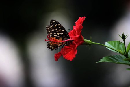 Téléchargez les photos : Beau papillon sur une fleur dans le jardin - en image libre de droit