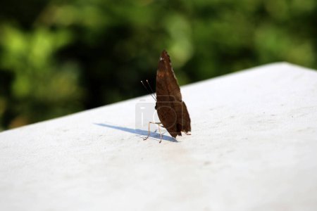 Téléchargez les photos : Beau papillon dans le jardin, gros plan - en image libre de droit