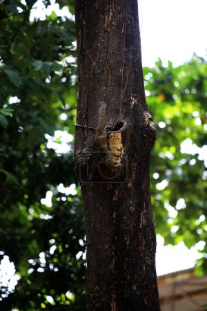 Téléchargez les photos : Écureuil sur arbre, gros plan - en image libre de droit
