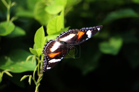 Foto de Hermosa mariposa en una planta en el jardín - Imagen libre de derechos