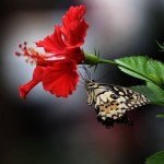 beautiful butterfly on a flower in the garden