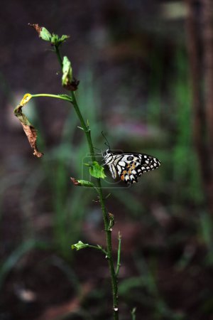 Téléchargez les photos : Beau papillon sur une plante dans le jardin - en image libre de droit