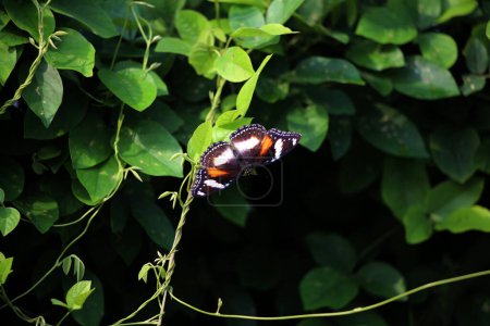 Foto de Hermosa mariposa en una planta en el jardín - Imagen libre de derechos