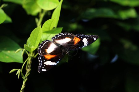 Téléchargez les photos : Beau papillon sur une plante dans le jardin - en image libre de droit