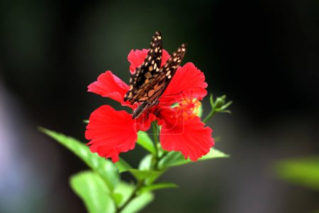 Photo for Beautiful butterfly on a flower in the garden - Royalty Free Image