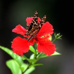 beautiful butterfly on a flower in the garden