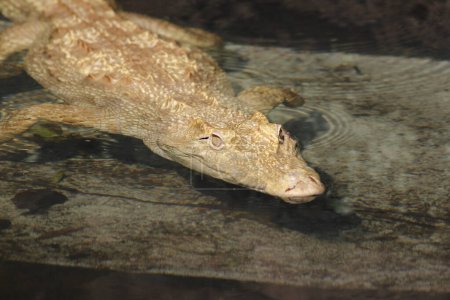 Téléchargez les photos : Vue rapprochée du crocodile dans le zoo - en image libre de droit