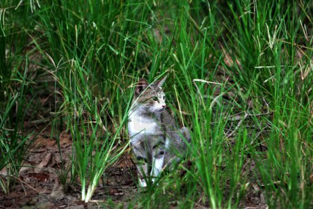 Foto de Lindo gato en hierba en parque - Imagen libre de derechos