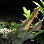 close up view of crocodile in the zoo