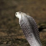 dangerous cobra in the zoo, close up