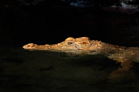 Photo for Close up view of crocodile in the zoo - Royalty Free Image