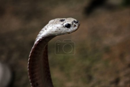 Photo for Dangerous cobra in the zoo, close up - Royalty Free Image