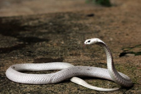 Téléchargez les photos : Dangereux cobra dans le zoo, gros plan - en image libre de droit