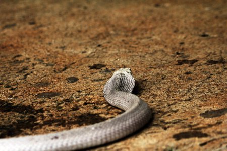 Foto de Cobra peligrosa en el zoológico, de cerca - Imagen libre de derechos