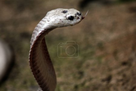 Téléchargez les photos : Dangereux cobra dans le zoo, gros plan - en image libre de droit