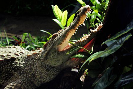 Photo for Close up view of crocodile in the zoo - Royalty Free Image
