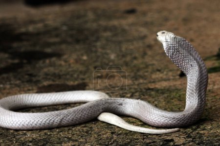 Photo for Dangerous cobra in the zoo, close up - Royalty Free Image
