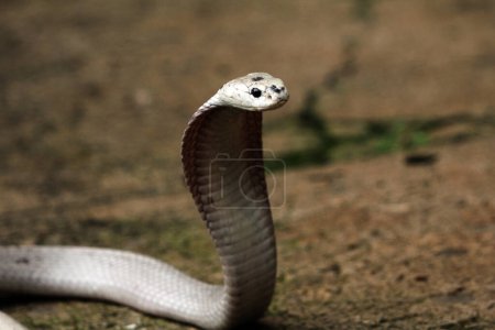 Foto de Cobra peligrosa en el zoológico, de cerca - Imagen libre de derechos