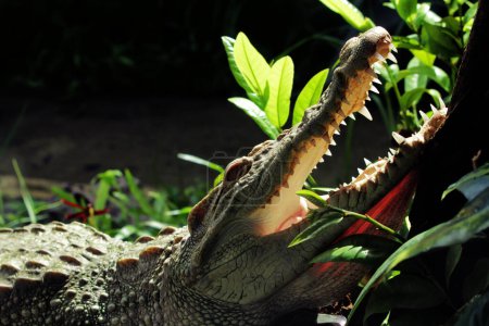 Téléchargez les photos : Vue rapprochée du crocodile dans le zoo - en image libre de droit