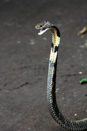 Foto de Cobra peligrosa en el suelo, de cerca - Imagen libre de derechos