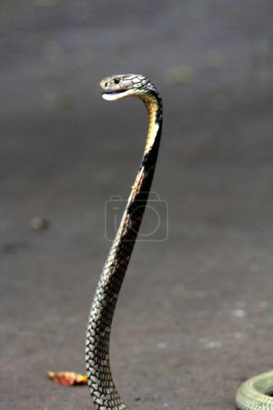 Photo for Dangerous cobra on the ground, close up - Royalty Free Image