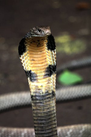 Téléchargez les photos : Dangereux cobra sur le sol, gros plan - en image libre de droit