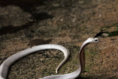 Foto de Cobra peligrosa en el suelo, de cerca - Imagen libre de derechos