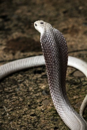 Téléchargez les photos : Dangereux cobra sur le sol, gros plan - en image libre de droit