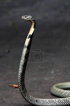 Photo for Dangerous cobra on the ground, close up - Royalty Free Image