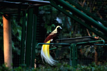 Colorido pájaro menor en un árbol en el parque de aves. Un pájaro con un hermoso este amarillo