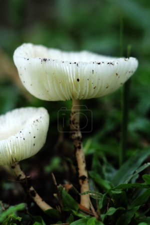 Leucocoprinus cepaestipes, whitish lepiotoid mushrooms that appears in urban settings on woodchips, as well as in woods.
