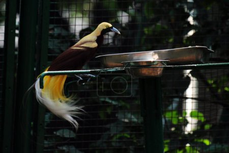 Téléchargez les photos : Petit oiseau coloré sur un arbre dans le parc d'oiseaux. Un oiseau avec un bel est jaune - en image libre de droit