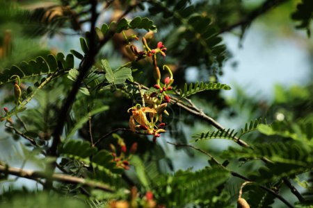 Téléchargez les photos : Tamarin ou Tamarindus indica, type de fruits qui ont un goût aigre ; ainsi que le nom de l'arbre qui le produit, qui appartient encore à la famille des Fabaceae. - en image libre de droit