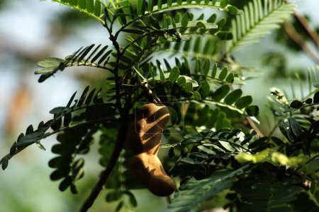 Téléchargez les photos : Tamarin ou Tamarindus indica est un type de fruit qui a un goût aigre ; ainsi que le nom de l'arbre qui le produit, qui appartient encore à la famille des Fabaceae. - en image libre de droit