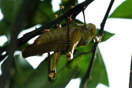 Foto de Valanga nigricornis es una especie de saltamontes de la familia Acrididae.. - Imagen libre de derechos