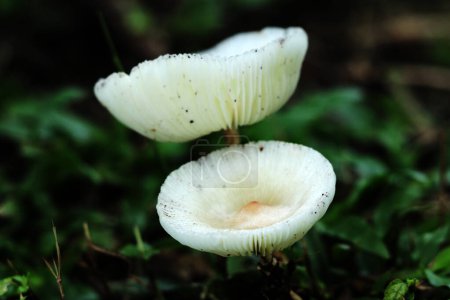 Leucocoprinus cepaestipes, hongos lepiotoides blanquecinos que aparecen en entornos urbanos en astillas de madera, así como en bosques.