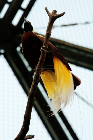 Foto de Colorido pájaro menor en un árbol en el parque de aves. Un pájaro con un hermoso este amarillo - Imagen libre de derechos