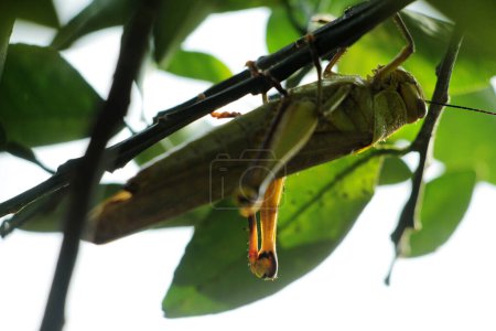 Photo for Valanga nigricornis, the Javanese grasshopper is a species of grasshopper in the subfamily Cyrtacanthacridinae of the family Acrididae. - Royalty Free Image